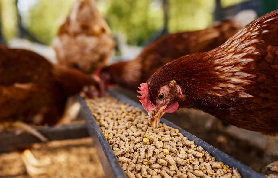 Pellets de ra&ccedil;&atilde;o para aves para galinhas